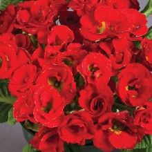 Примула махровая Розанна Скарлет [1000 шт] - ООО «Семена Тут»