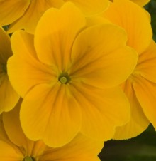 Примула полиантовая Супернова Голден Еллоу [100 шт] - ООО «Семена Тут»