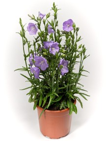 img-1: Колокольчик персиколистный Эрлион Блю [1000 шт] - ООО «Семена Тут»