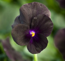 Виола рогатая Пенни F1 Блэк [1000 шт] - ООО «Семена Тут»