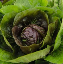 img-1: Цикорий салатный Раффаэло F1 Радичио Россо - ООО «Семена Тут»