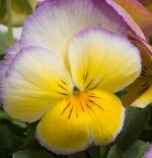 img-1: Виола крупноцветковая Ультима Редиенс Лилак [1000 шт]* - ООО «Семена Тут»