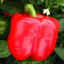 Перец Ред Найт ЭКС 3Р F1 - ООО «Семена Тут»