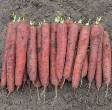 Морковь Ред Сан F1 [фракция 1,6-1,8 мм] - ООО «Семена Тут»