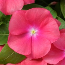 Катарантус Кобра Пэшн Фрут [100 шт] - ООО «Семена Тут»