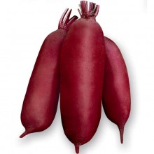 Свекла Родена F1 [фракция 3,6-4,0 мм] - ООО «Семена Тут»