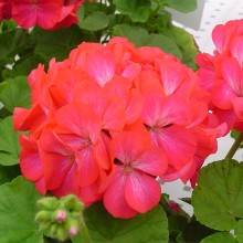 Пеларгония зональная Апаче Роуз Биколор [1000 шт] - ООО «Семена Тут»