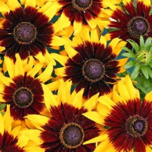 Рудбекия волосистая Краски осени - ООО «Семена Тут»