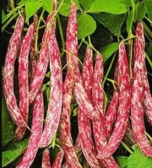 img-1: Фасоль овощная Рябушка - ООО «Семена Тут»