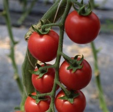Томат Сакура F1 - ООО «Семена Тут»