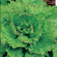 Салат Кучерявец Грибовский - ООО «Семена Тут»