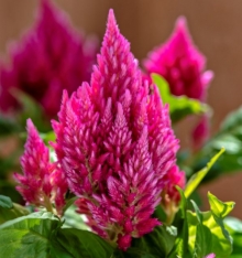 Целозия перистая Кимоно Салмон Пинк [1000 шт] - ООО «Семена Тут»