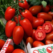 Томат Сэр Элиан F1 - ООО «Семена Тут»