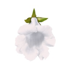 Глоксиния Мультибеллс F1 Вайт [1000 драже] - ООО «Семена Тут»