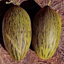 Дыня Сисапо F1 - ООО «Семена Тут»