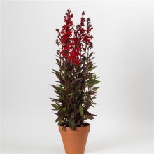 img-1: Лобелия прекрасная Старшип Скарлет Бронз Лиф [100 драже] - ООО «Семена Тут»