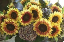 img-1: Подсолнечник Марли [1000 шт] - ООО «Семена Тут»