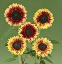 Подсолнечник Марли [1000 шт] - ООО «Семена Тут»