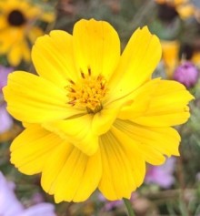 Космея Солнечная желтая - ООО «Семена Тут»