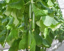 img-2: Огурец Солярис F1 - ООО «Семена Тут»