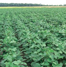 Соя Дельта - ООО «Семена Тут»