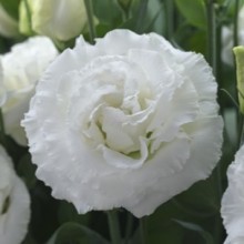 Эустома Купид 3 Вайт [100 драже] - ООО «Семена Тут»