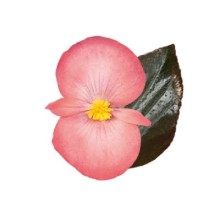 Бегония бенариенсис Биг Делюкс Салмон Бронз Лиф [500 драже] - ООО «Семена Тут»