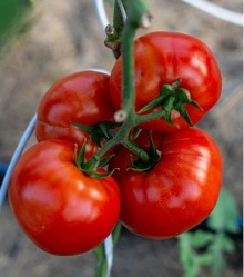 Томат Стан 5000 F1 - ООО «Семена Тут»