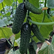 Огурец Стантор F1 - ООО «Семена Тут»