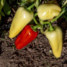 Перец Статус F1 - ООО «Семена Тут»