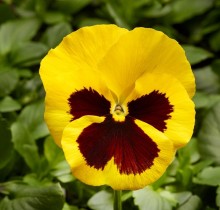 Виола крупноцветковая Фино F1 Еллоу виз Блотч [1000 шт] - ООО «Семена Тут»