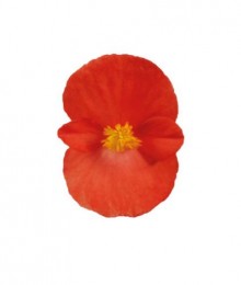 Бегония вечноцветущая Супер Кул Ред [1000 драже] - ООО «Семена Тут»