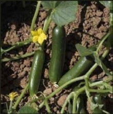 Огурец Суперина F1 - ООО «Семена Тут»