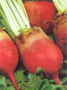 img-1: Свекла кормовая Эккендорфская красная - ООО «Семена Тут»