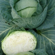 Капуста белокочанная Такома F1 - ООО «Семена Тут»