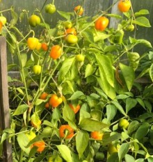 Перец Тема - ООО «Семена Тут»