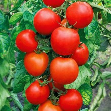 Томат Бобрин F1 - ООО «Семена Тут»