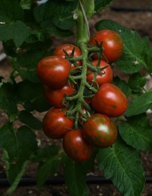 img-1: Томат Братец Полосатик - ООО «Семена Тут»