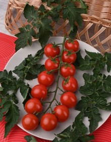 img-1: Томат Дачное лакомство - ООО «Семена Тут»