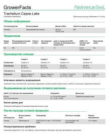 img-1: Трахелиум Лейк Мичиган Пурпл [1000 драже] - ООО «Семена Тут»