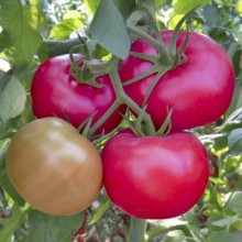 Томат Чарли F1 - ООО «Семена Тут»