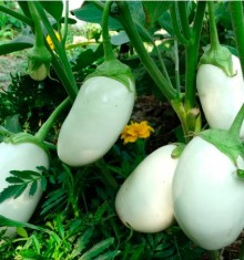 Баклажан Умка - ООО «Семена Тут»