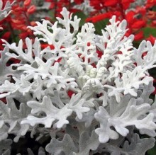 img-1: Цинерария Серебряная - ООО «Семена Тут»