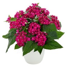 Пентас Граффити Неон Плам [500 драже] - ООО «Семена Тут»