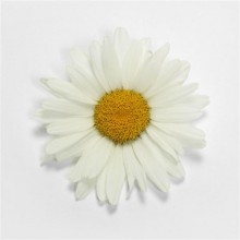 Нивяник Вайт Лион [500 шт] - ООО «Семена Тут»