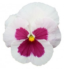 Виола крупноцветковая Премьер Вайт виз Роуз блоч [1000 шт] - ООО «Семена Тут»