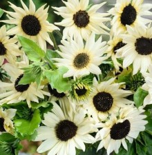 Подсолнечник однолетний Ванилла Айс - ООО «Семена Тут»