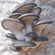 Вешенка обыкновенная (250 мл.) - ООО «Семена Тут»