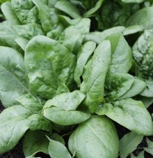 Шпинат Виктория - ООО «Семена Тут»