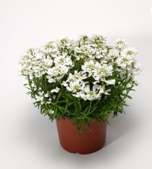 img-1: Иберис Вистлер F1 Вайт [1000 шт] - ООО «Семена Тут»